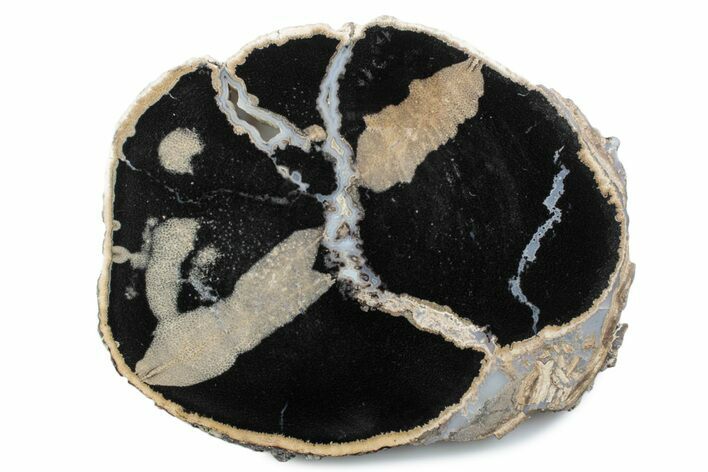 Polished Petrified Palm Wood Round - Wyoming #378195